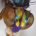 Kopf eines Männchens von Eucoryphus caeruleus (Dolichopodidae) | © A.Stark